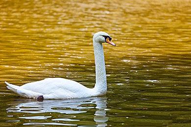 《守望先锋》世界杯决赛正式结束：中国队2-3获亚军