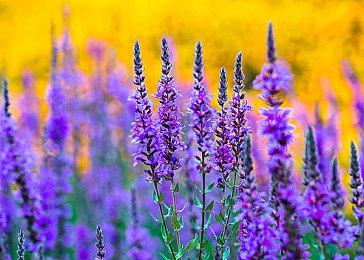 V社或将开始销售认证翻新Steam Deck 打折降价处理