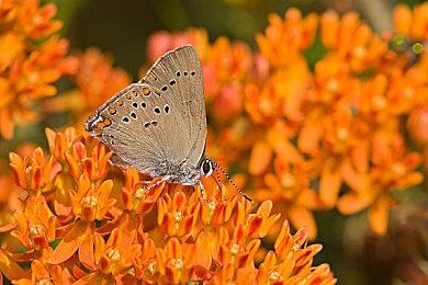 SFC与MD老游戏回归 《迪士尼经典游戏合集》获评级